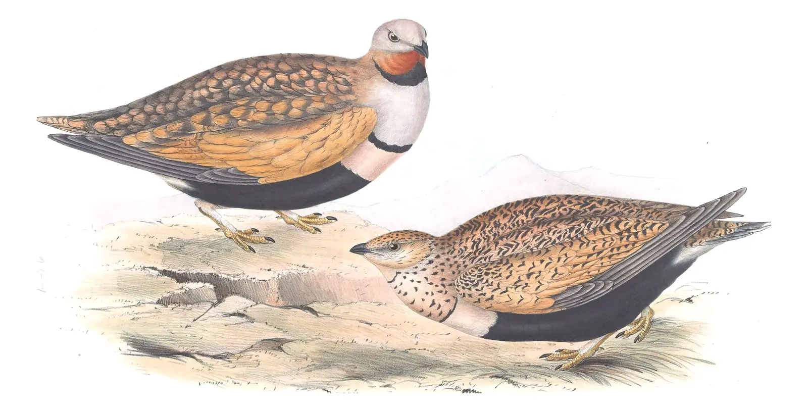 Plate 257 of Gould's The Birds of Europe: Black-bellied Sandgrouse (Pterocles orientalis)