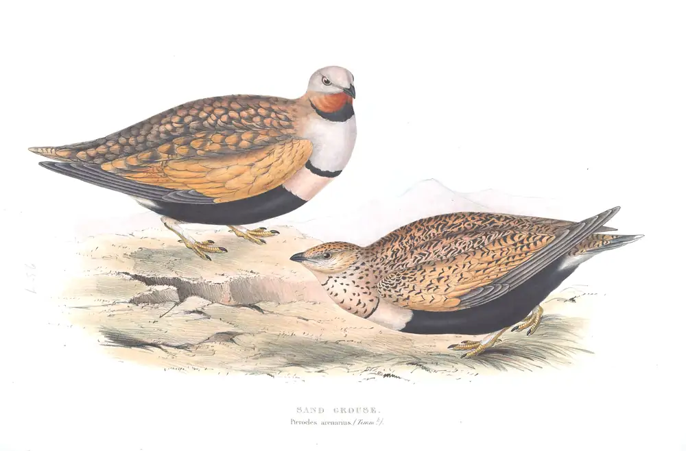 The whole sheet of plate 257, with its engraved caption