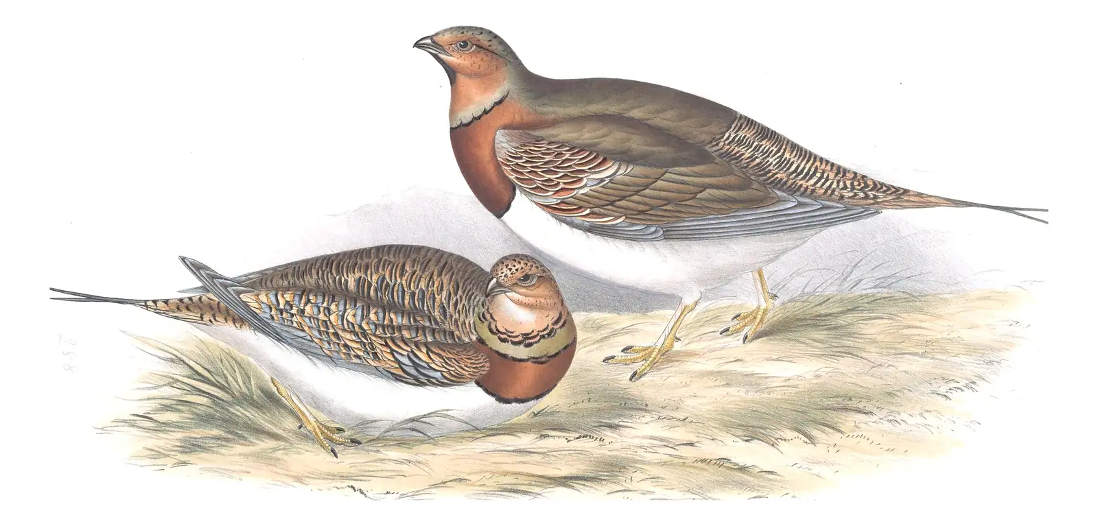 Plate 258 of Gould's The Birds of Europe: Pin-tailed Sandgrouse (Pterocles alchata)