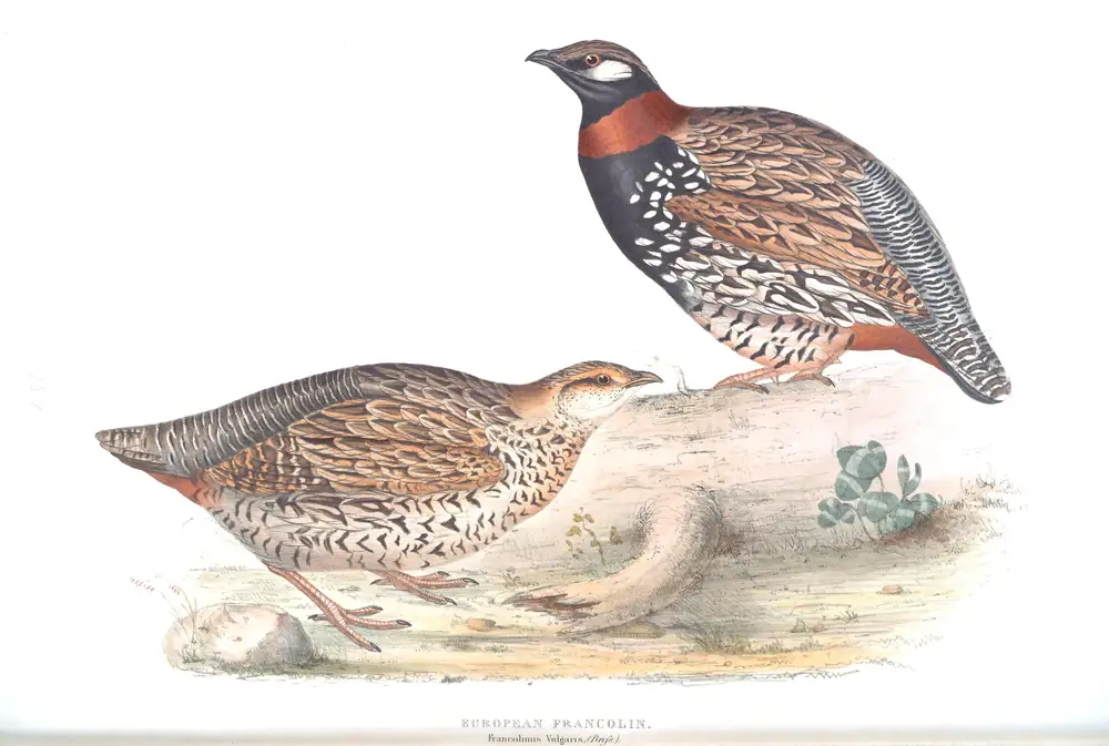 The whole sheet of plate 259, with its engraved caption