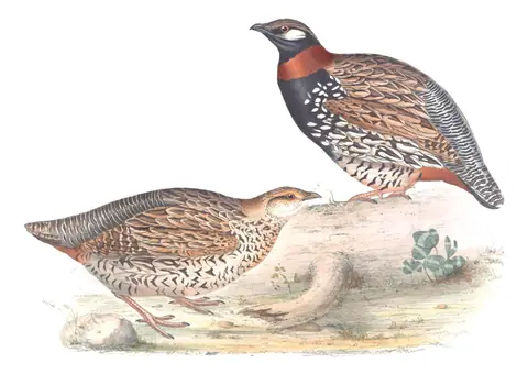 Plate 259 of Gould's The Birds of Europe: Black Francolin (Francolinus francolinus)