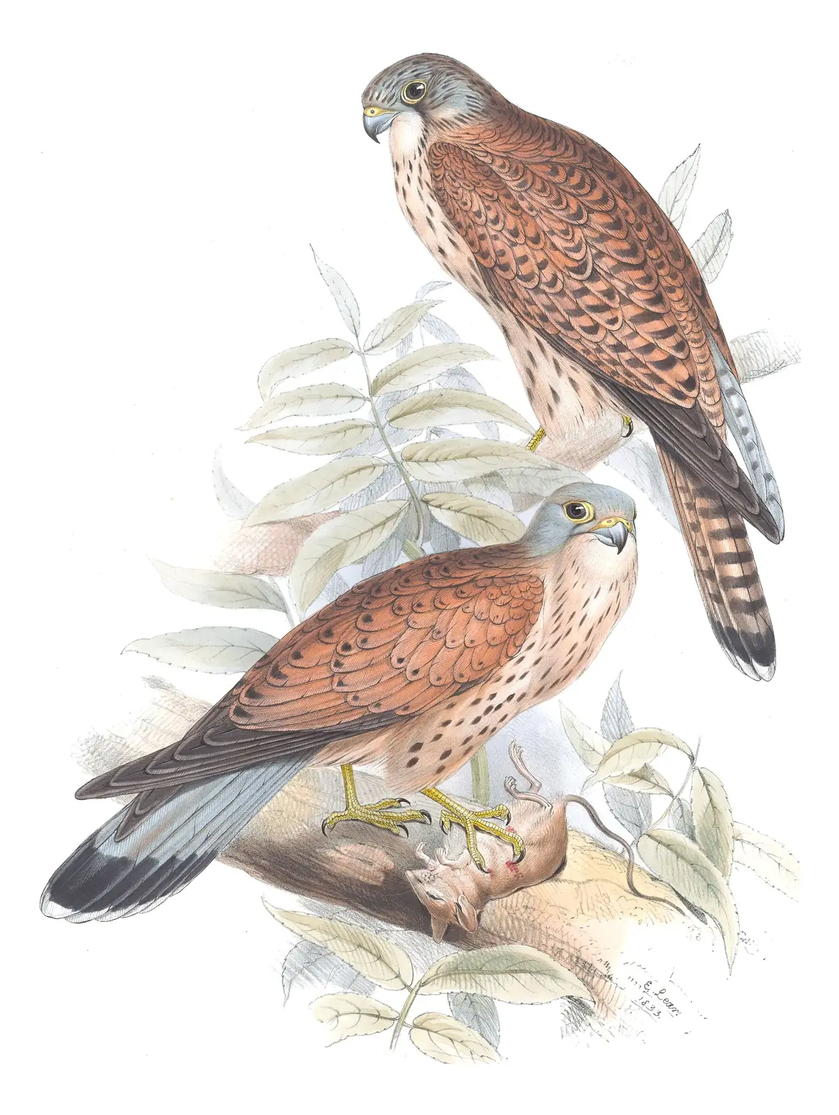 Plate 26 of Gould's The Birds of Europe: Eurasian Kestrel (Falco tinnunculus)