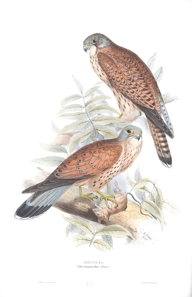 The whole sheet of plate 26, with its engraved caption