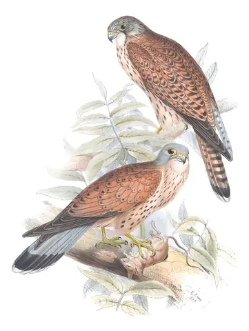 Plate 26 of Gould's The Birds of Europe: Eurasian Kestrel (Falco tinnunculus)