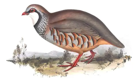 Plate 260 of Gould's The Birds of Europe: Red-legged Partridge (Alectoris rufa)