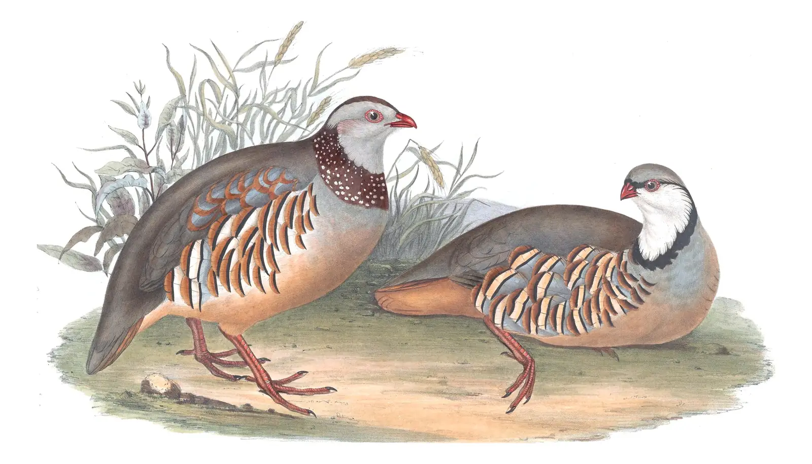 Plate 261 of Gould's The Birds of Europe: Barbary Partridge (Alectoris barbara) and Rock Partridge (Alectoris graeca)
