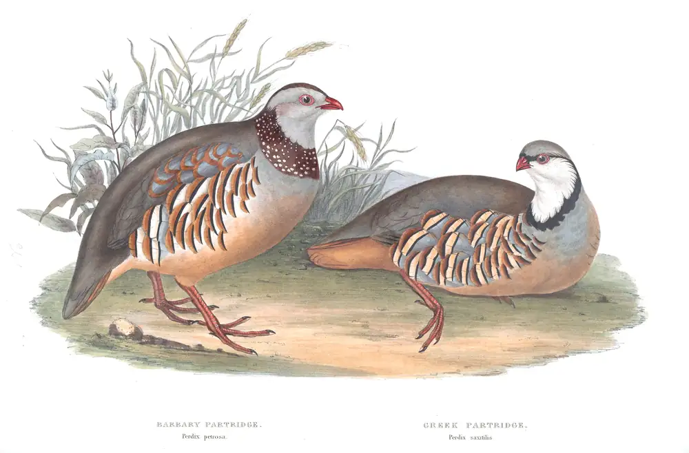 The whole sheet of plate 261, with its engraved caption