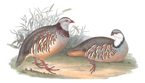Plate 261 of Gould's The Birds of Europe: Barbary Partridge (Alectoris barbara) and Rock Partridge (Alectoris graeca)