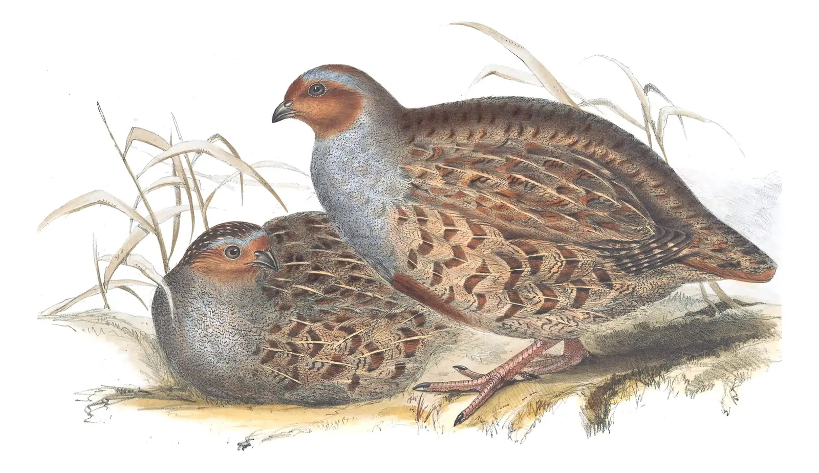 Plate 262 of Gould's The Birds of Europe: Gray Partridge (Perdix perdix)