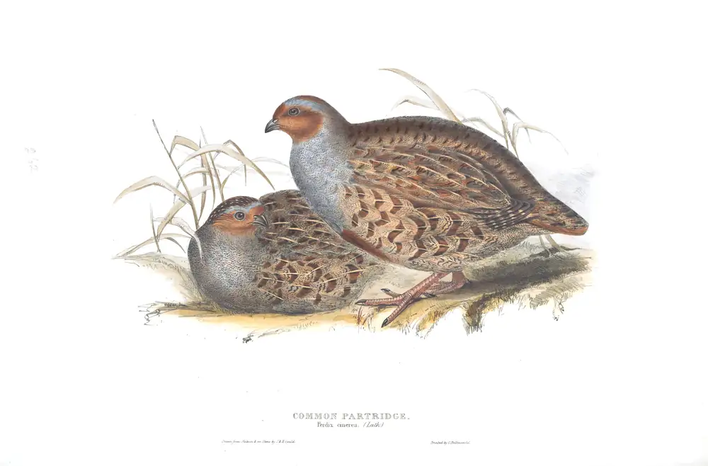 The whole sheet of plate 262, with its engraved caption