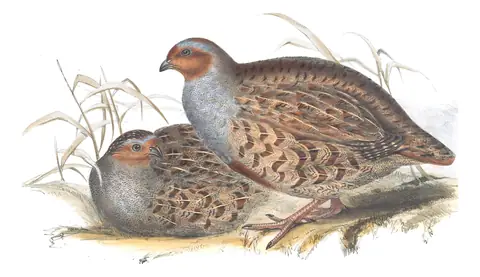 Plate 262 of Gould's The Birds of Europe: Gray Partridge (Perdix perdix)