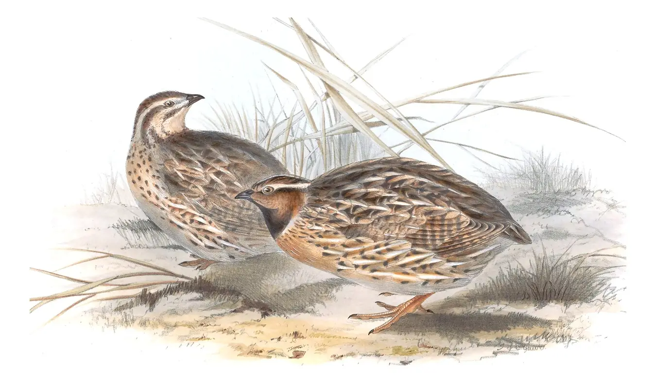 Plate 263 of Gould's The Birds of Europe: Common Quail (Coturnix coturnix)