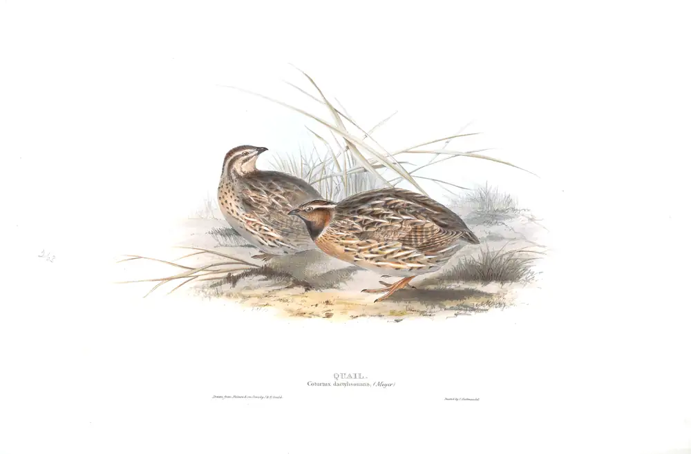 The whole sheet of plate 263, with its engraved caption