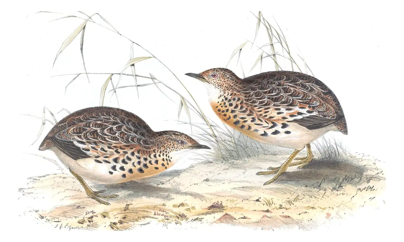 Plate 264 of Gould's The Birds of Europe: Small Buttonquail (Turnix sylvaticus)