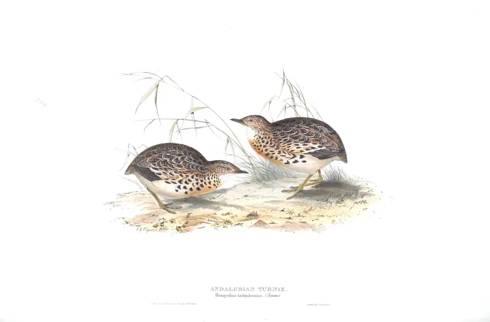 The whole sheet of plate 264, with its engraved caption