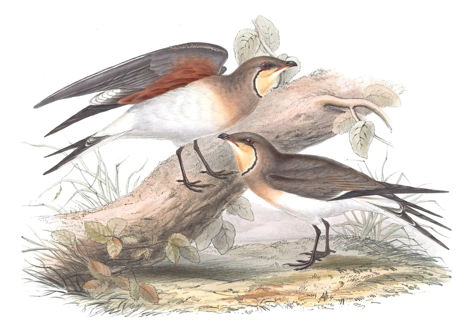Plate 265 of Gould's The Birds of Europe: Collared Pratincole (Glareola pratincola)