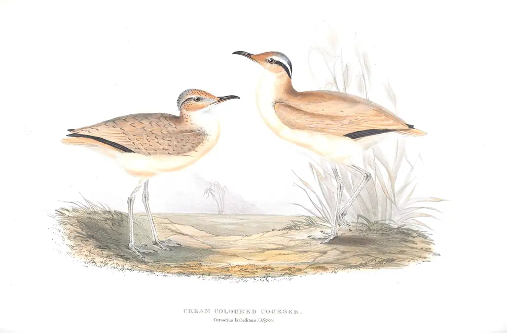 The whole sheet of plate 266, with its engraved caption