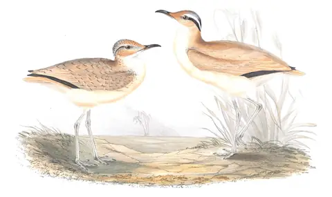 Plate 266 of Gould's The Birds of Europe: Cream-colored Courser (Cursorius cursor)