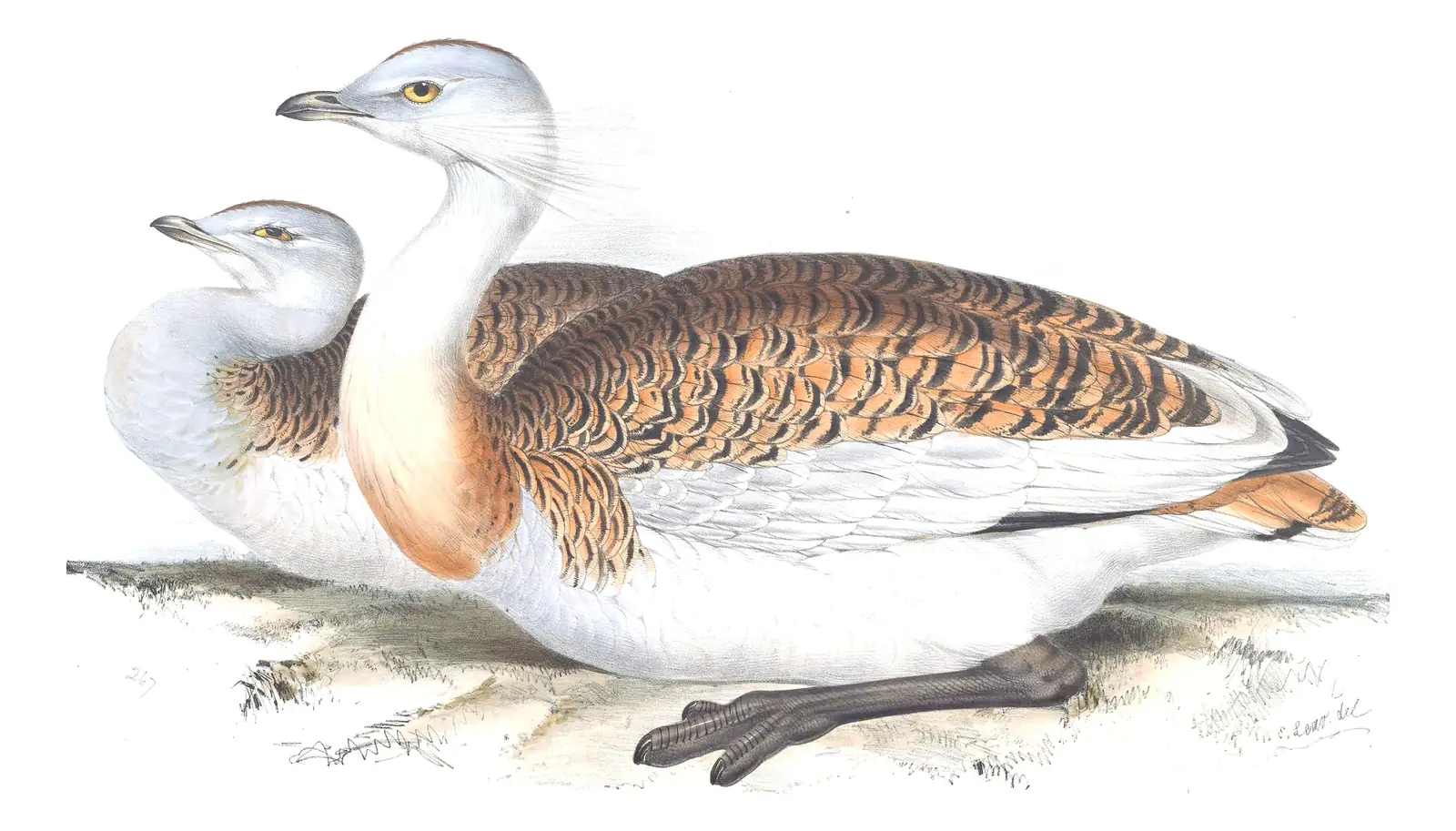 Plate 267 of Gould's The Birds of Europe: Great Bustard (Otis tarda)