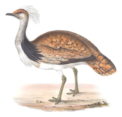 Plate 268 of Gould's The Birds of Europe: African Houbara (Chlamydotis undulata)