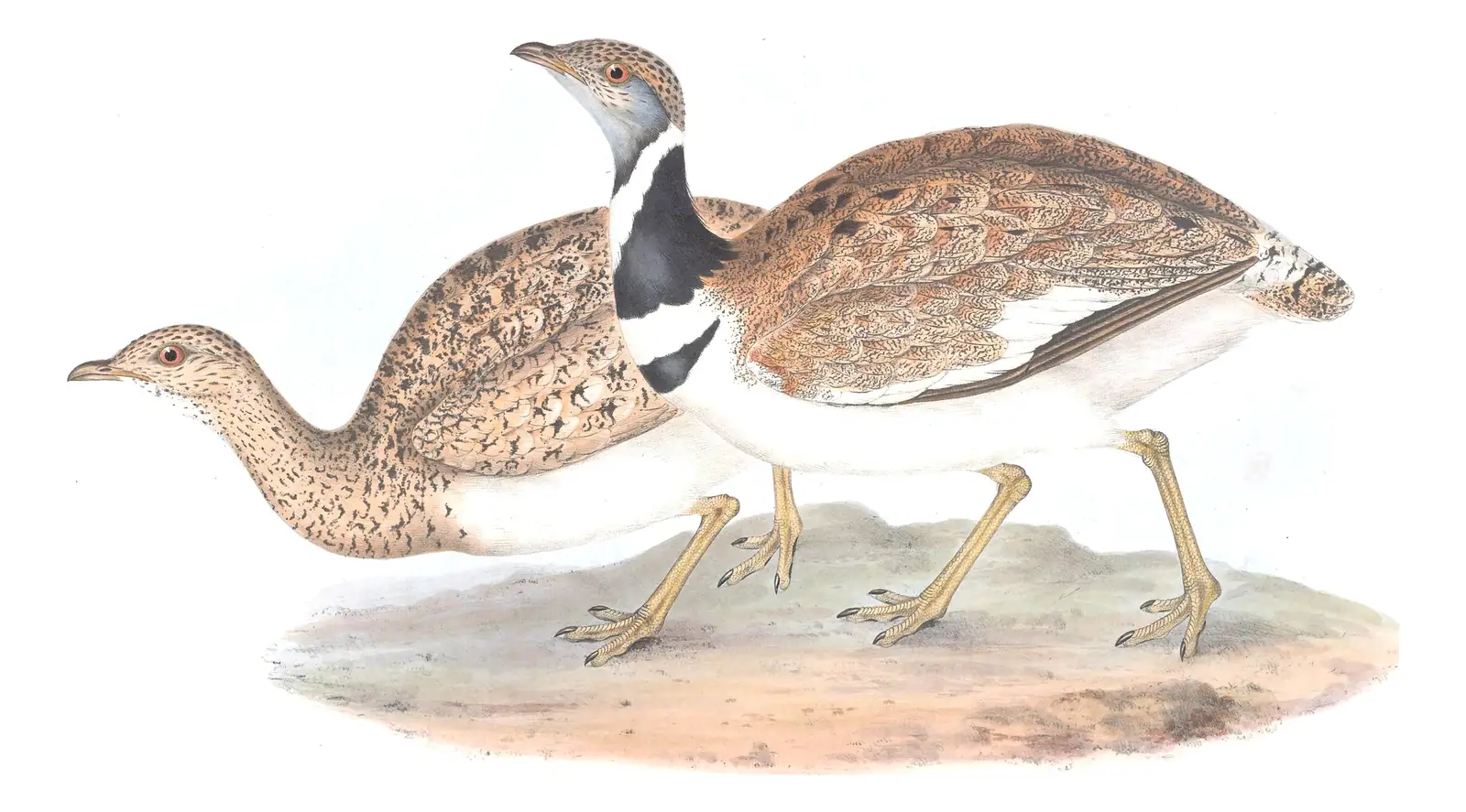 Plate 269 of Gould's The Birds of Europe: Little Bustard (Tetrax tetrax)