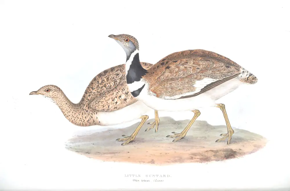The whole sheet of plate 269, with its engraved caption