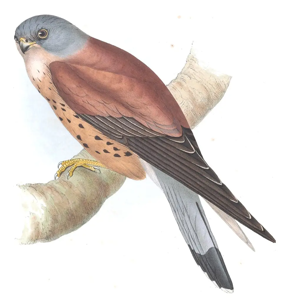 Plate 27 of Gould's The Birds of Europe: Lesser Kestrel (Falco naumanni)