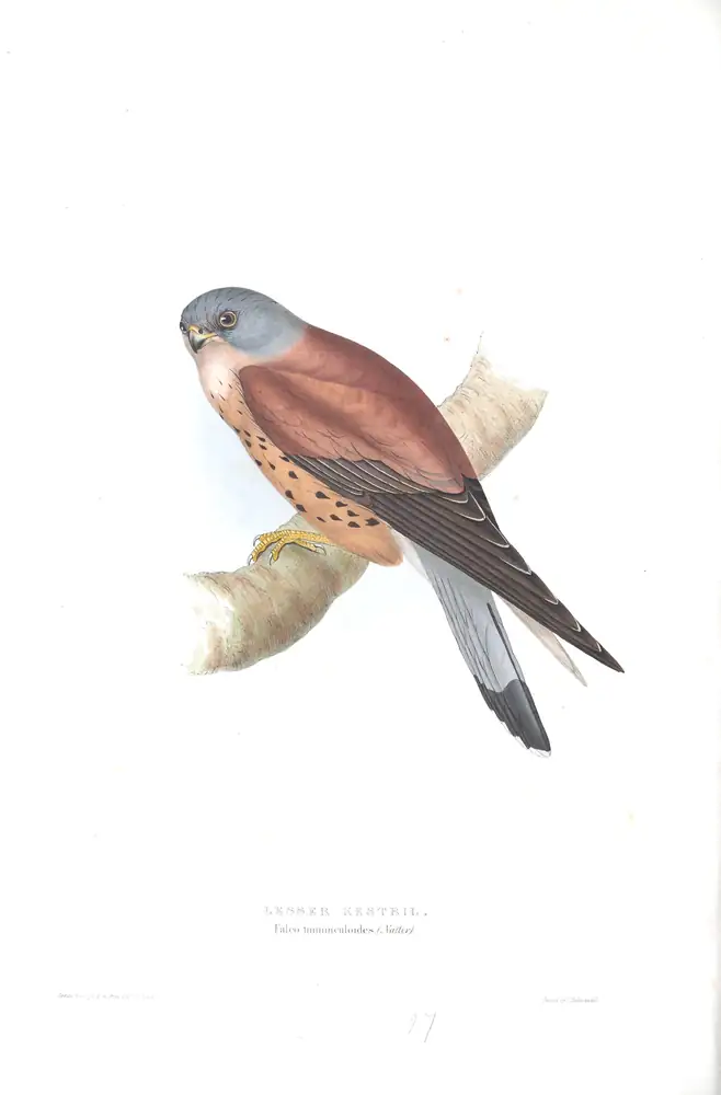 The whole sheet of plate 27, with its engraved caption