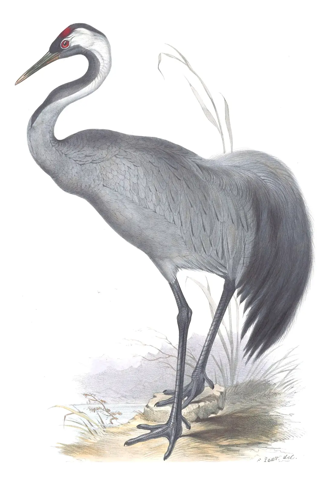 Plate 270 of Gould's The Birds of Europe: Common Crane (Grus grus)
