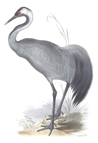 Plate 270 of Gould's The Birds of Europe: Common Crane (Grus grus)