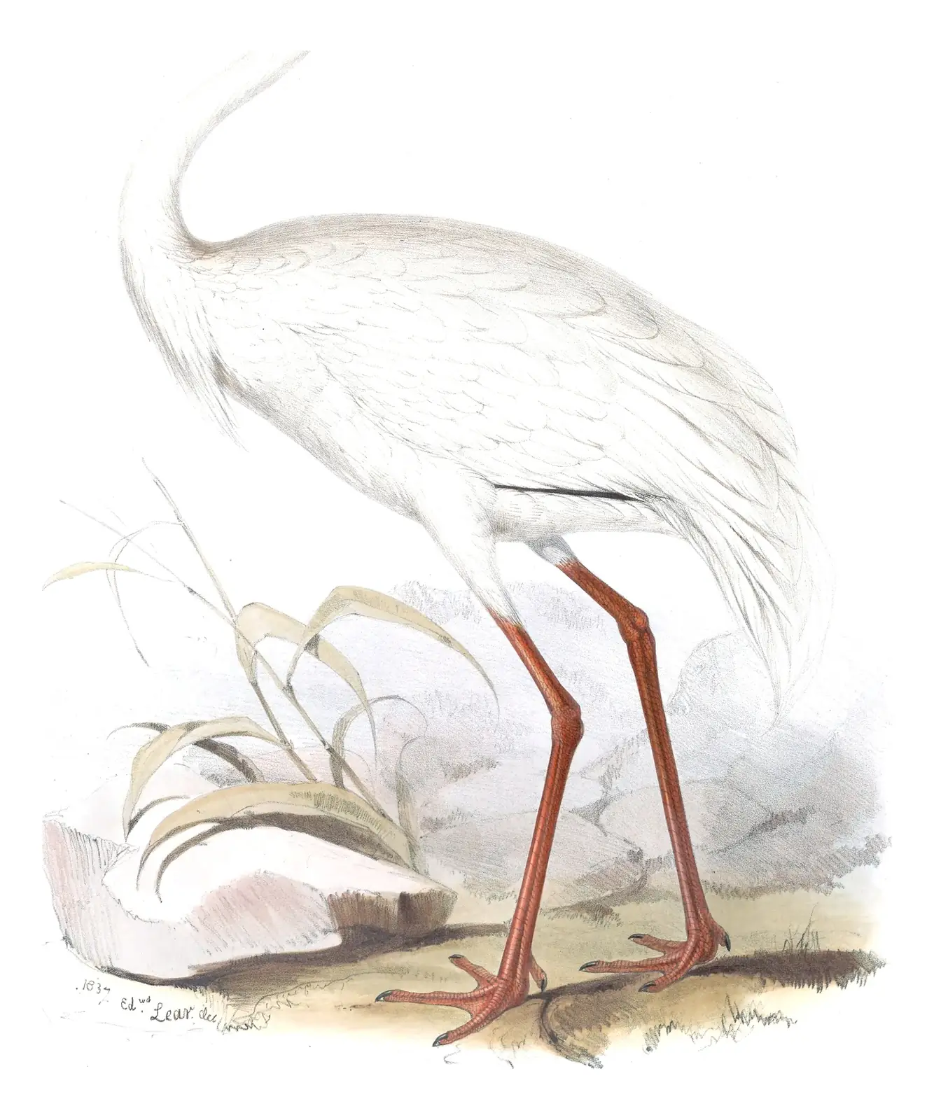 Plate 271 of Gould's The Birds of Europe: Siberian Crane (Leucogeranus leucogeranus)