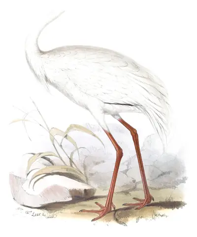 Plate 271 of Gould's The Birds of Europe: Siberian Crane (Leucogeranus leucogeranus)