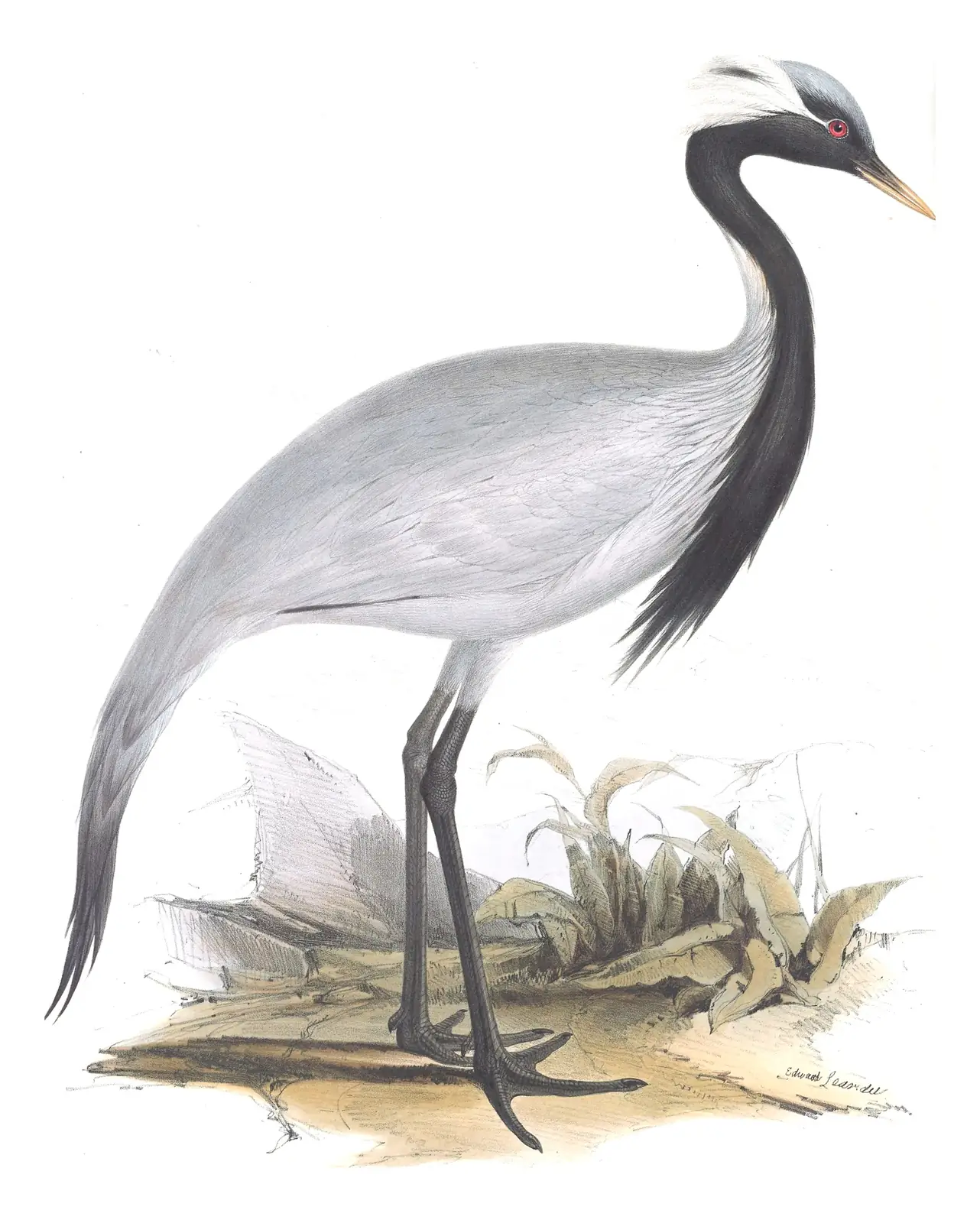 Plate 272 of Gould's The Birds of Europe: Demoiselle Crane (Grus virgo)