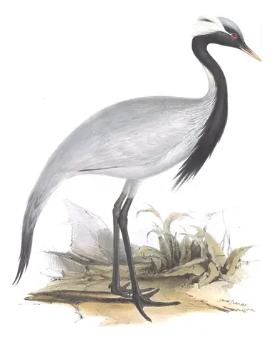 Plate 272 of Gould's The Birds of Europe: Demoiselle Crane (Grus virgo)