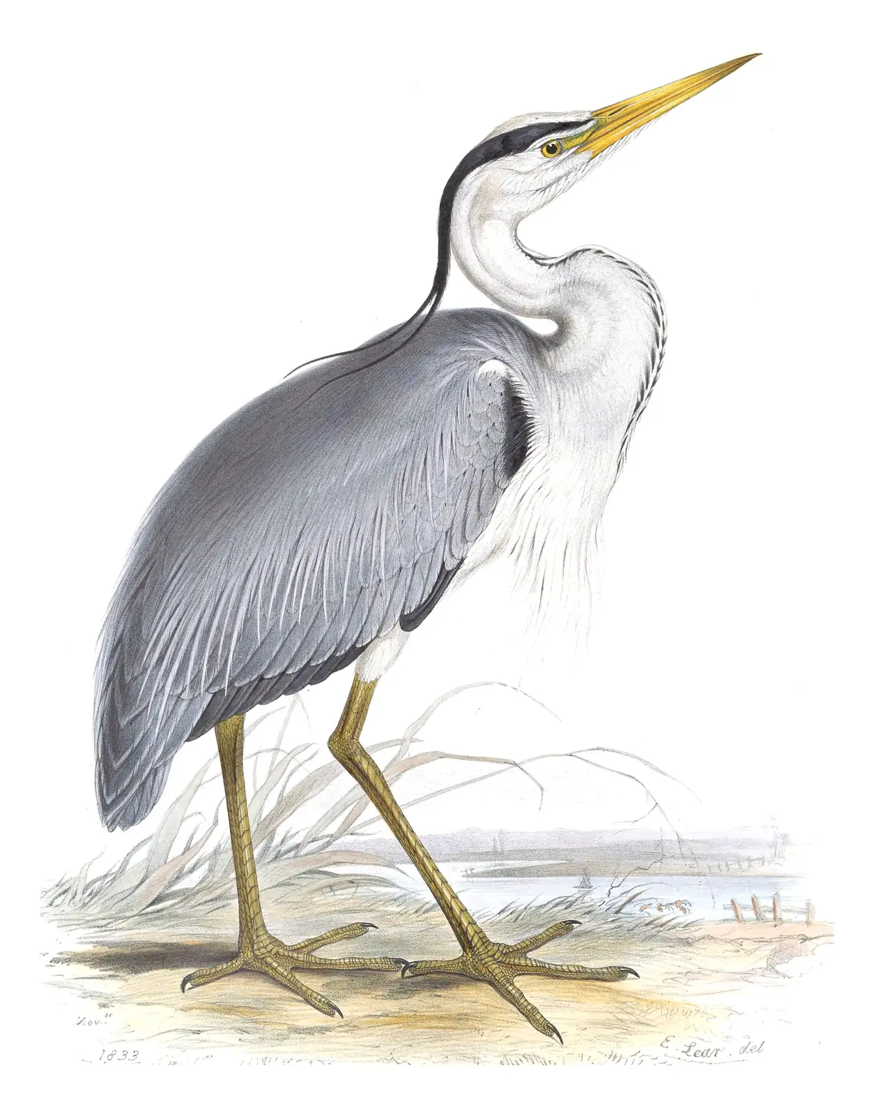 Plate 273 of Gould's The Birds of Europe: Gray Heron (Ardea cinerea)