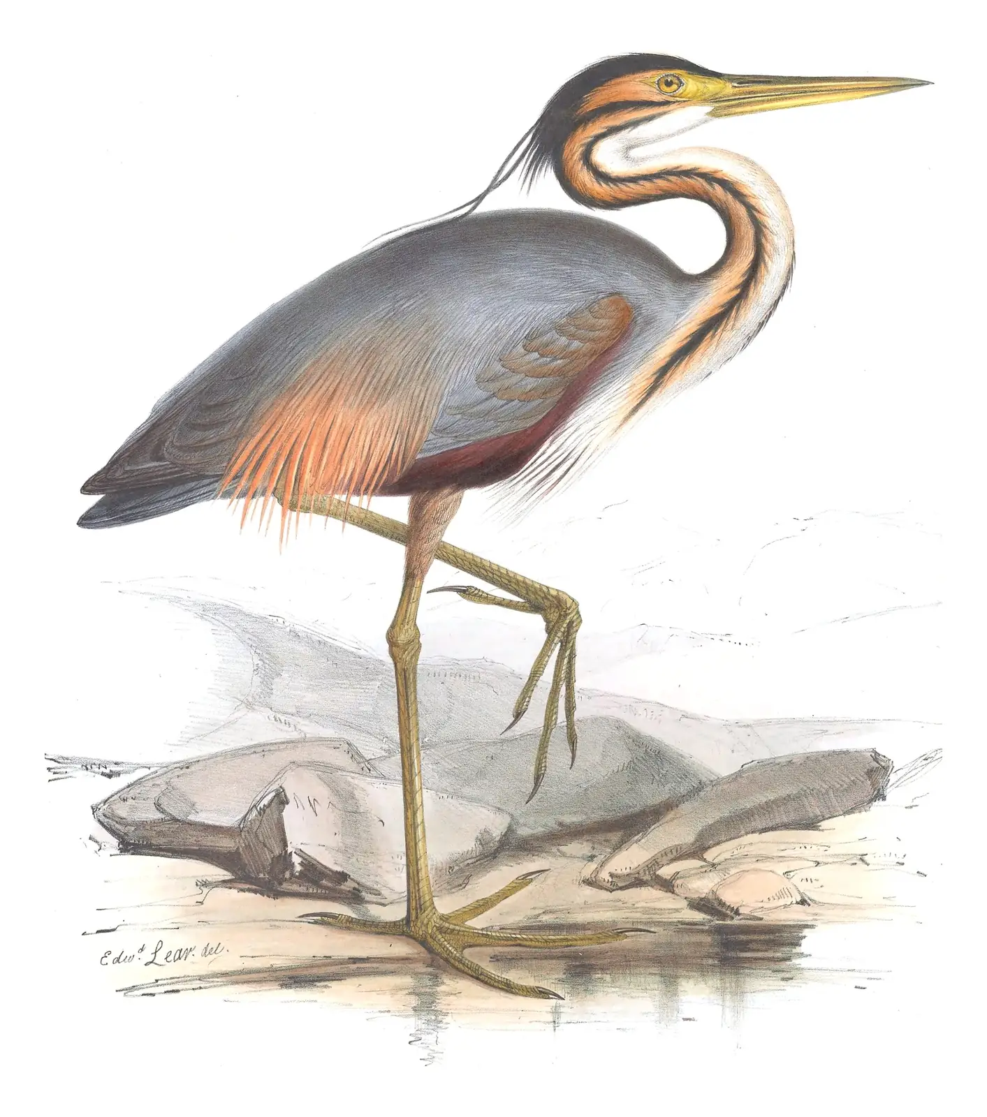 Plate 274 of Gould's The Birds of Europe: Purple Heron (Ardea purpurea)