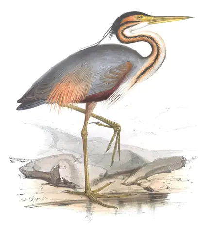 Plate 274 of Gould's The Birds of Europe: Purple Heron (Ardea purpurea)