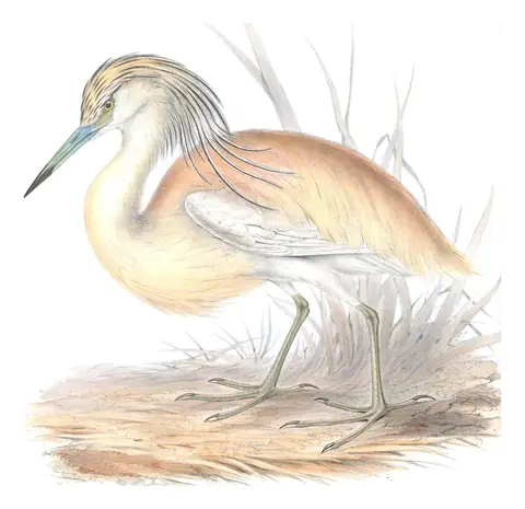 Plate 275 of Gould's The Birds of Europe: Squacco Heron (Ardeola ralloides)