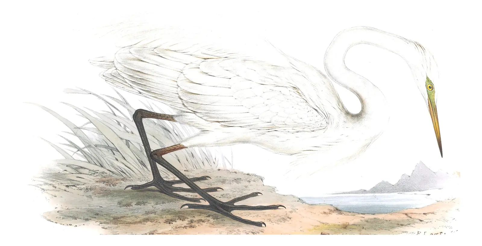 Plate 276 of Gould's The Birds of Europe: Great Egret (Ardea alba)