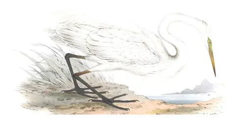 Plate 276 of Gould's The Birds of Europe: Great Egret (Ardea alba)