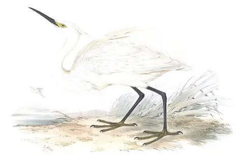 Plate 277 of Gould's The Birds of Europe: Little Egret (Egretta garzetta)