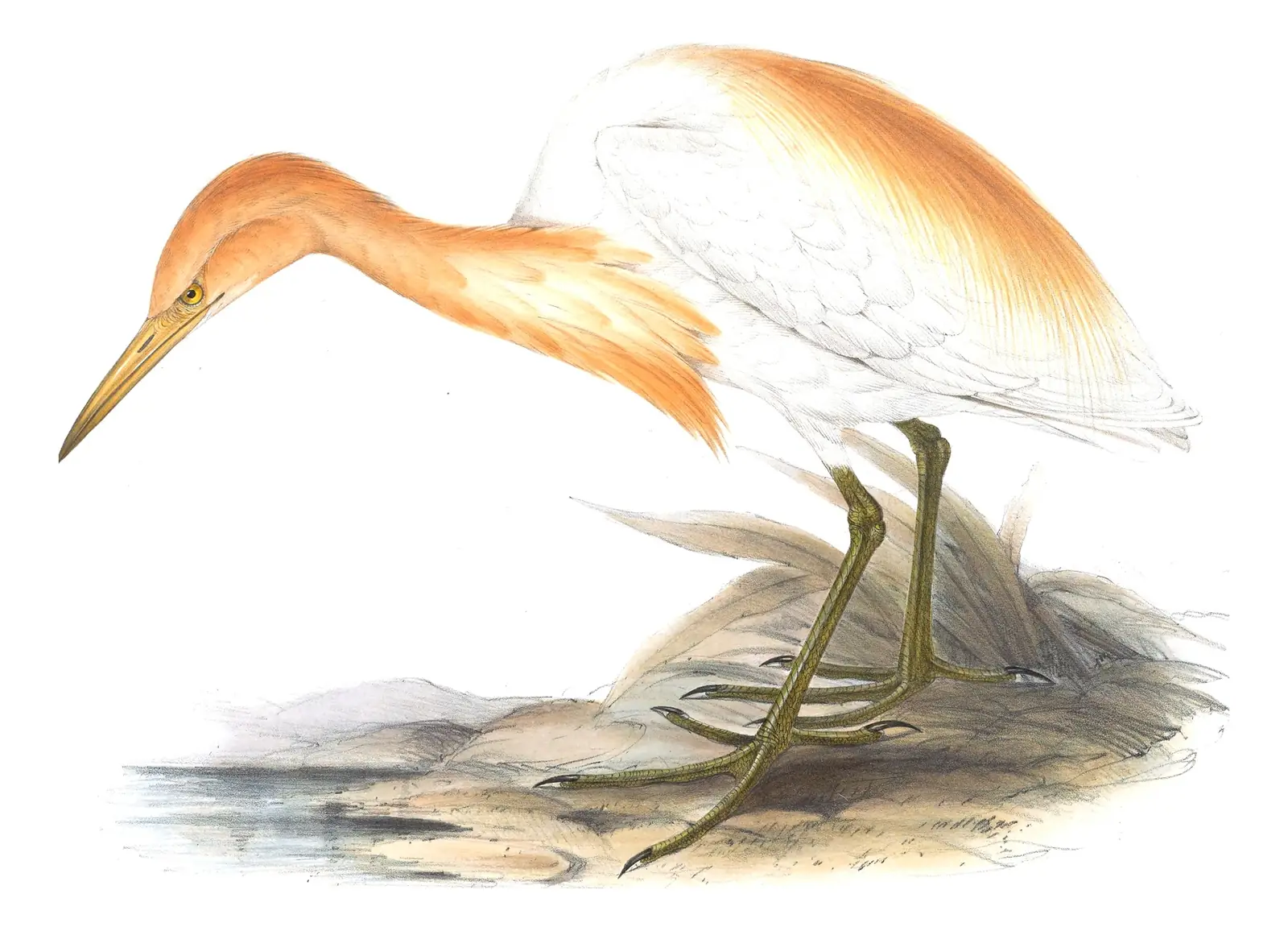 Plate 278 of Gould's The Birds of Europe: Eastern Cattle-Egret (Ardea coromanda)