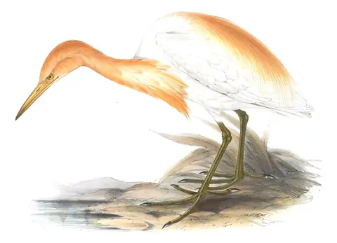 Plate 278 of Gould's The Birds of Europe: Eastern Cattle-Egret (Ardea coromanda)