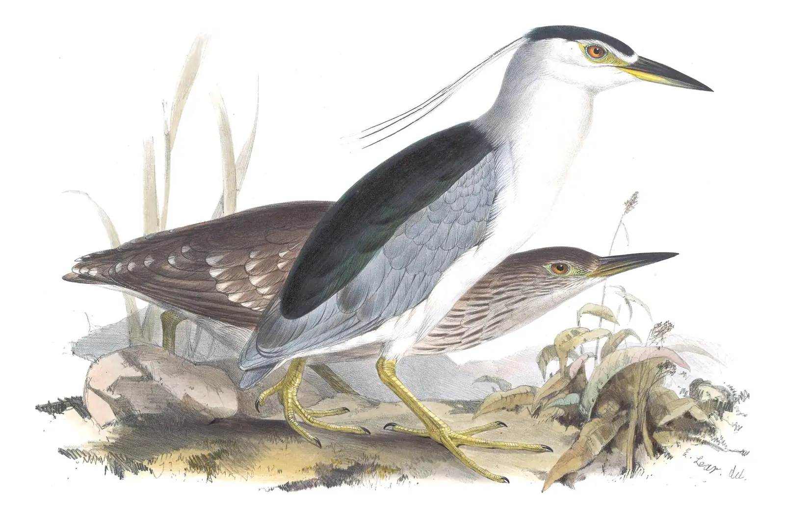 Plate 279 of Gould's The Birds of Europe: Black-crowned Night Heron (Nycticorax nycticorax)