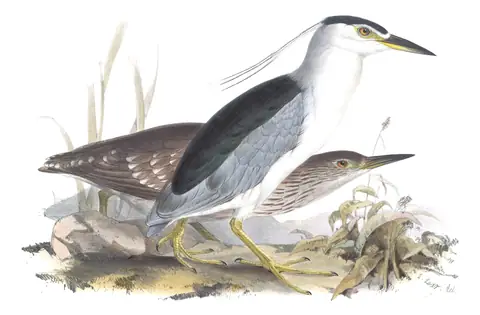 Plate 279 of Gould's The Birds of Europe: Black-crowned Night Heron (Nycticorax nycticorax)