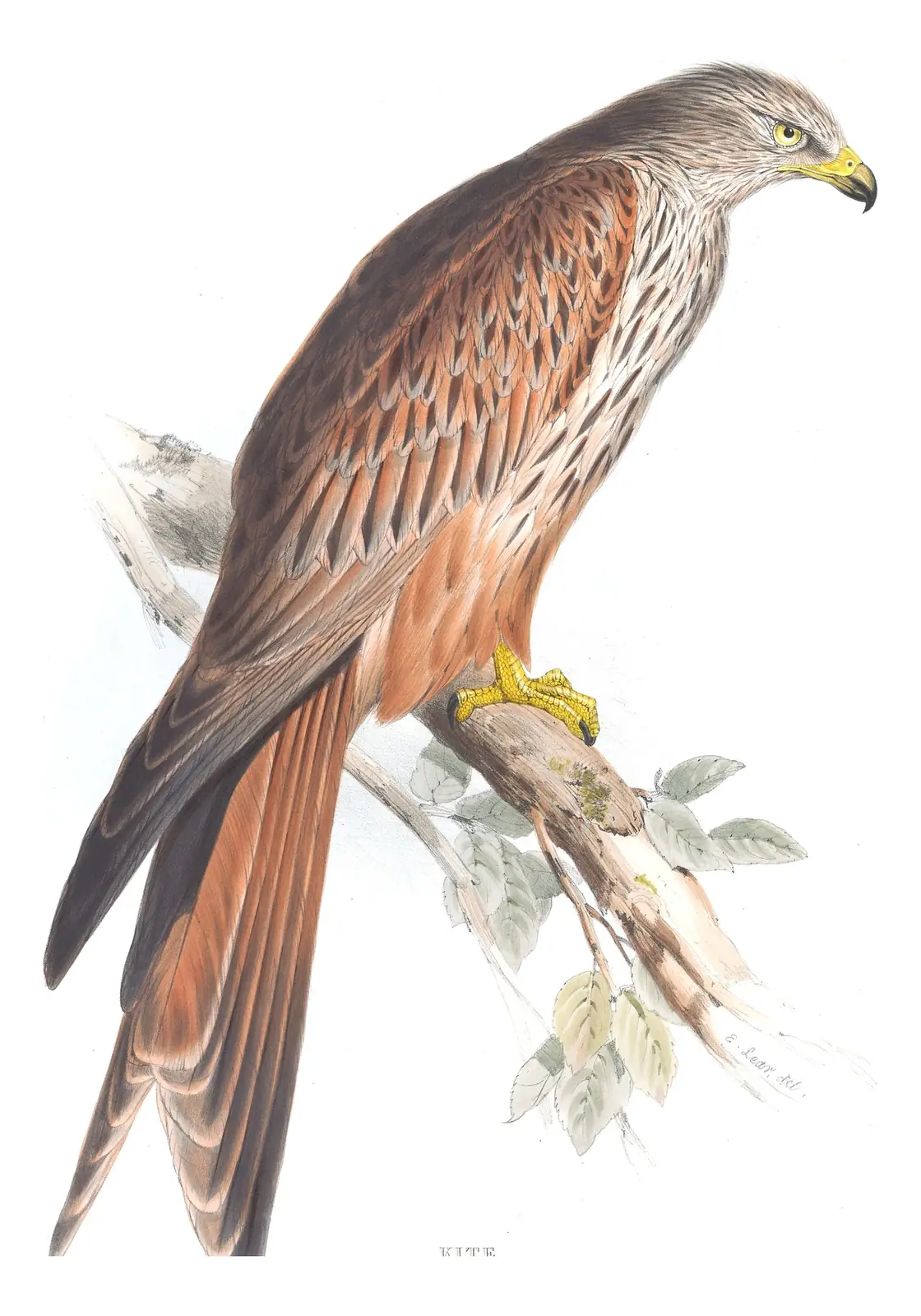 Plate 28 of Gould's The Birds of Europe: Red Kite (Milvus milvus)