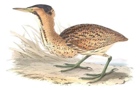 Plate 280 of Gould's The Birds of Europe: Eurasian Bittern (Botaurus stellaris)