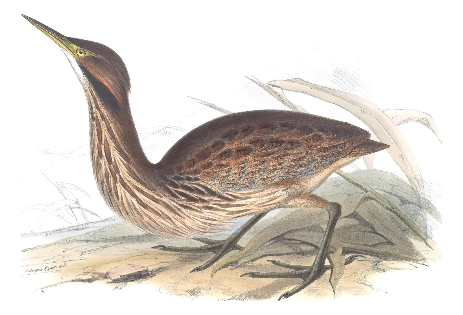 Plate 281 of Gould's The Birds of Europe: American Bittern (Botaurus lentiginosus)