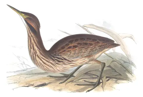 Plate 281 of Gould's The Birds of Europe: American Bittern (Botaurus lentiginosus)