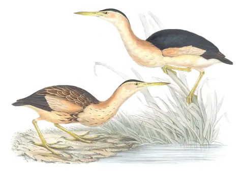Plate 282 of Gould's The Birds of Europe: Little Bittern (Botaurus minutus)